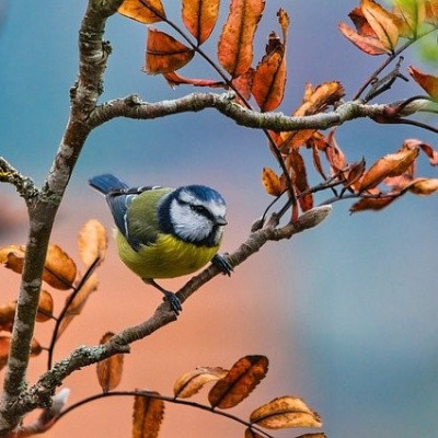 ABANDONO DE 110 AVES GERA TRÊS ANOS DE PENA E 10 SALÁRIOS DE MULTA